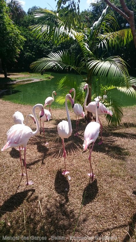 Amazonia Brasil