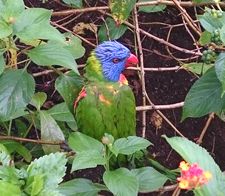 French Guiana